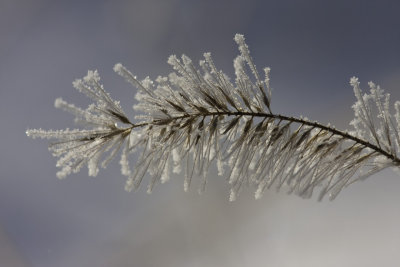 Graminée recouverte de givre