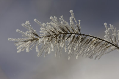 Gramine recouverte de givre