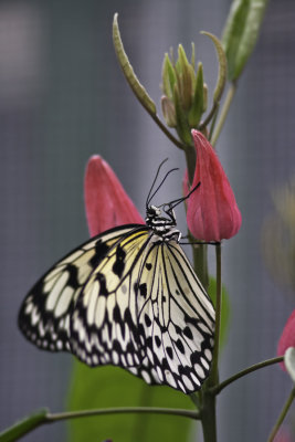 Leucon - Rice Paper Butterfly (Idea leucone)