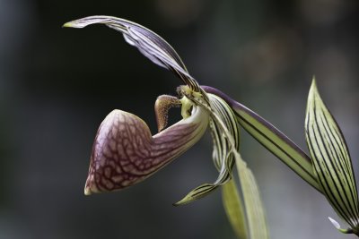 Orchide (Paphiopedilum)