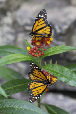 Monarque - Monarch (Danaus plexippus)