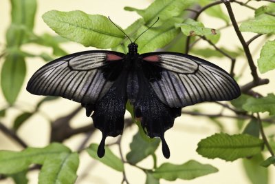 Grand mormon - Great mormon (Papilio memnon)
