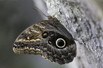 Papillon-chouette / Owl butterfly (Caligo eurilochus)