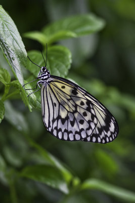 Leucon - Rice Paper Butterfly (Idea leucone)