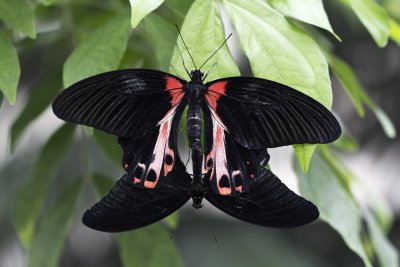Porte-queue carlate / Rumanzovia swallowtail (Papilio rumanzovia)