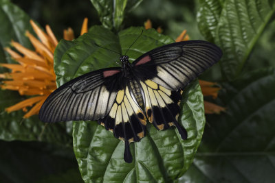 Grand mormon - Great mormon (Papilio memnon)