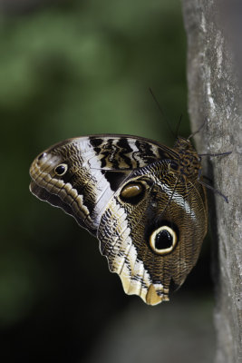 Papillon-hibou / Magnificent Owl (Caligo atreus)