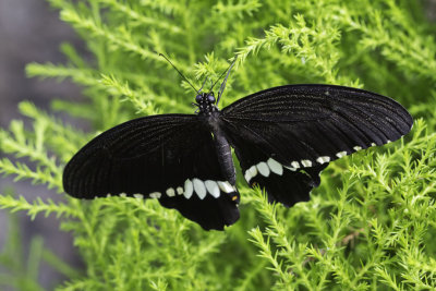 Voilier mormon / Common mormon (Papilio polytes)