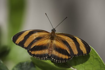 Dryadula phatusa / Banded orange (Dryadula phaetusa)