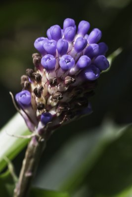 Fleurs d'une plante tropicale