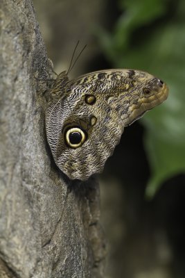 Papillon-hibou / Giant Owl (Caligo memnon)