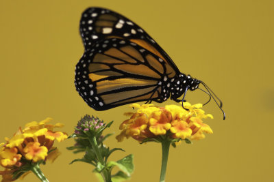 Monarque - Monarch (Danaus plexippus)