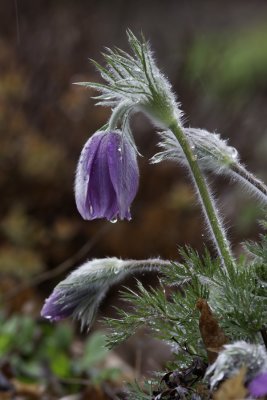 Pulsatille commune / Pasque Flower (Pulsatilla vulgaris)