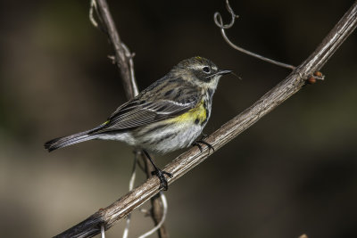 Paruline  croupion jaune / Yellow-rumped Warbler (Dendroica coronata)