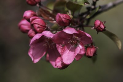 Pommetier / Flowering Crabapple (Malus x adstringens)