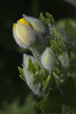 Pavot des bois / Celandine Poppy (Stylophorum diphyllum)