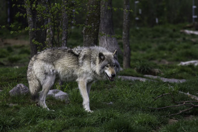 Loup gris / Gray Wolf (Canis lupus)