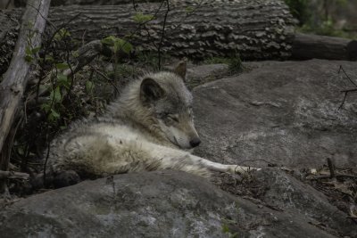 Loup gris / Gray Wolf (Canis lupus)