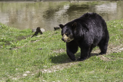 Ours noir / American Black Bear (Ursus americanus)
