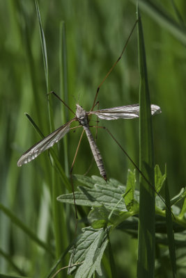 Tipule / Cranefly (Tipula)