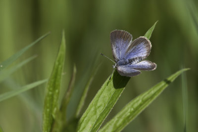 Bleu argenté / Silver blue (Glaucopsyche lygdamus couperi)