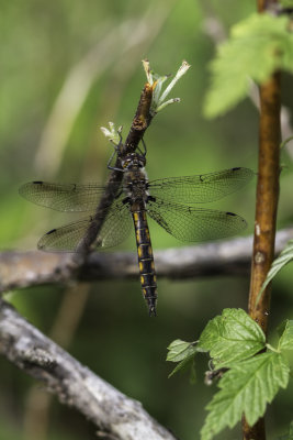 pithque canine / Beaverpond Baskettail female (Epitheca canis)