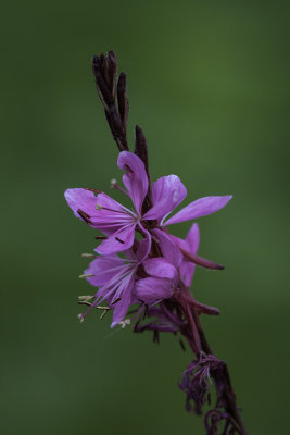 Gaura de Lindheimer / Wand Flower (Gaura lindheimeri)