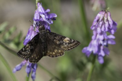 Hespérie givrée / Dreamy Dusty Wing (Erynnis icelus)