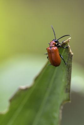 Criocère du lys / Lily Leaf Beetle (Lilioceris lilii)