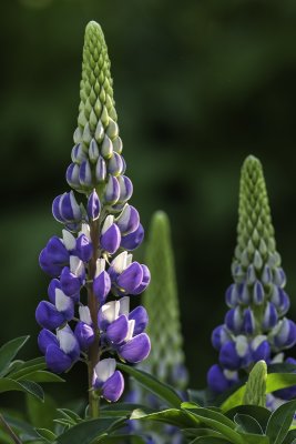 Lupin (Lupinus)