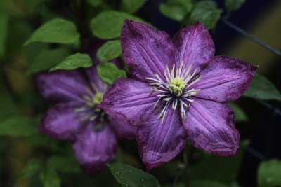 Clmatite 'Ville de Lyon' (Clematis 'Ville de Lyon')