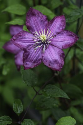 Clmatite 'Ville de Lyon' (Clematis 'Ville de Lyon')