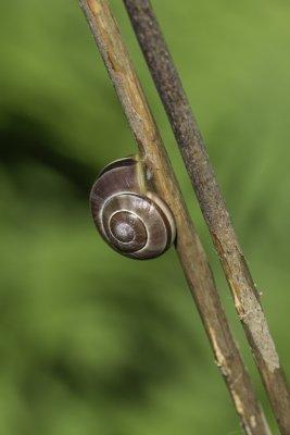 Escargot - Snail