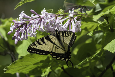 Papillon tigré du Canada / Canadian tiger swallowtail (Papilio canadensis)