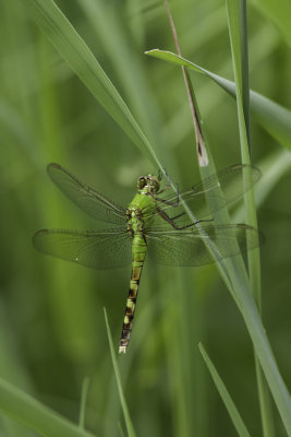 rythme des tangs / Eastern Pondhawk female (Erythemis simplicicollis)