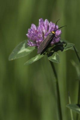 Cisseps  col orang - Yellow-collared scape moth