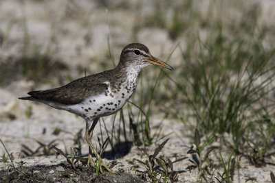 Chevalier grivel / Spotted Sandpiper (Actitis macularia)