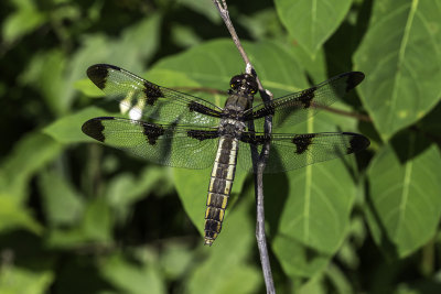 Libellule gracieuse / Twelve-spotted skimmer female (Libellula pulchella)