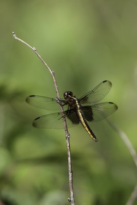 Libellule mlancolique / Widow skimmer female (Libellula luctuosa)