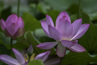 Lotus d'Orient / Lotus Flower (Nelumbo nucifera)