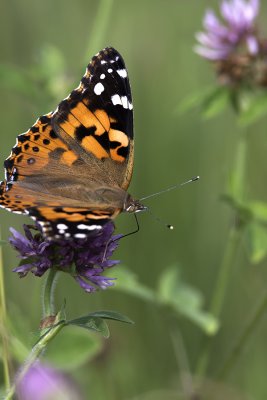 Belle dame / Painted Lady (Vanessa cardui)