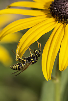 Guêpe poliste / European Paper Wasp (Polistes dominula)