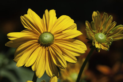 Rudbeckie / Coneflower (Rudbeckia Hirta 'Prairie Sun')