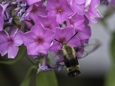 Sphinx colibri / Hummingbird Clearwing (Hemaris thysbe)