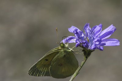 Coliade du trfle / Clouded Sulphur (Colias philodice)