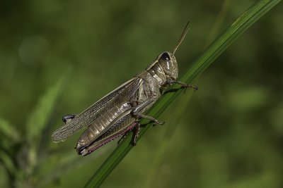Mélanople birayé / Yellow-striped Grasshopper (Melanoplus bivittatus)