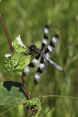 Libellule gracieuse / Twelve-spotted skimmer male (Libellula pulchella)