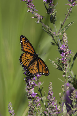 Vice-roi / Mimic (Limenitis archippus)