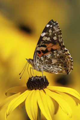 Belle dame / Painted Lady (Vanessa cardui)