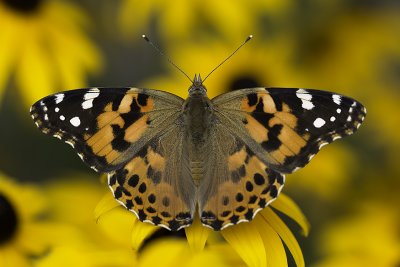 Belle dame / Painted Lady (Vanessa cardui)